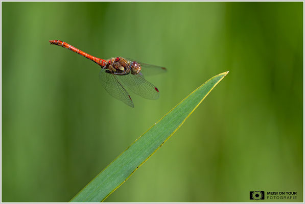 Große Heidelibelle  |  Nikon Z9, NIKKOR Z 100–400 mm 1:4,5–5,6 VR S (400 mm), ISO 1600, 1/4000s, f/7,1