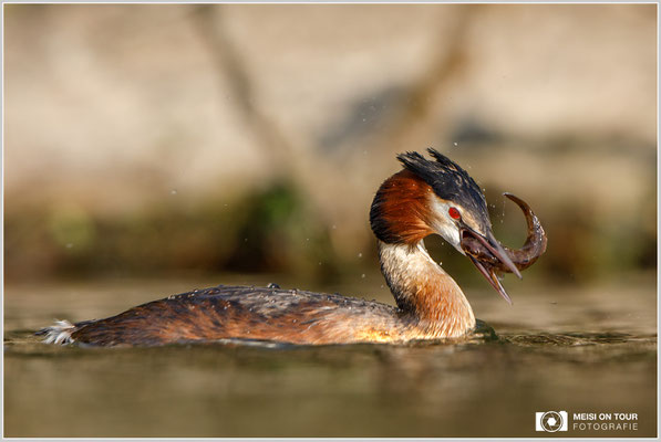 Haubentaucher  |  Canon EOS-5D Mark IV, EF 300 f/2,8 L IS II USM mit Telekonverter 2x (600 mm), ISO 800, 1/2000s, f/6,3, Reissack, Winkelsucher