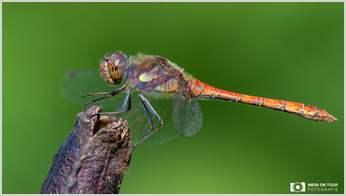Große Heidelibelle  |  Nikon Z9, NIKKOR Z 100–400 mm 1:4,5–5,6 VR S mit TC1,4x (560 mm), ISO 400, 1/160s, f/10