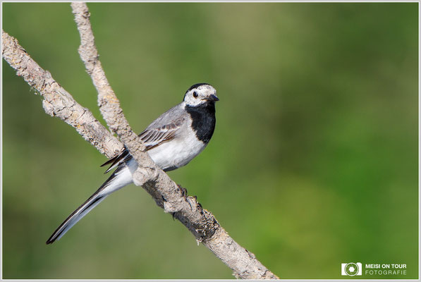 Bachstelze  |  Canon EOS-5D Mark IV, EF 300 f/2,8 L IS II USM mit Telekonverter 2x (600 mm), ISO 500, 1/2000s, f/7,1, Reissack, Winkelsucher