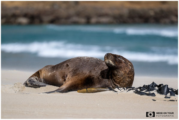 Seelöwe am Strand von Dunedin  |  Nikon Z9, NIKKOR Z 100–400 mm 1:4,5–5,6 VR S (400 mm), ISO 160, 1/1600s, f/5,6