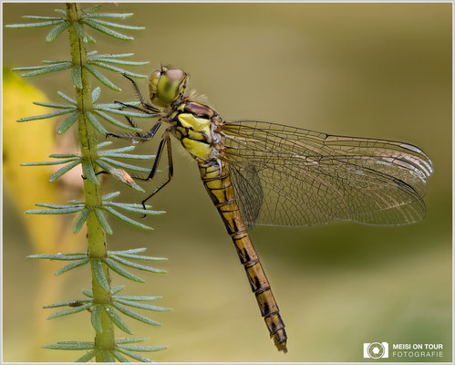 Große Heidelibelle  |  Canon EOS R6, Sigma 150 f/2,8 Makro DG OS HSM mit Telekonverter 1,4x III (210 mm), ISO 400, 1/80s, f/4,5 Stack (100 Aufnahmen)