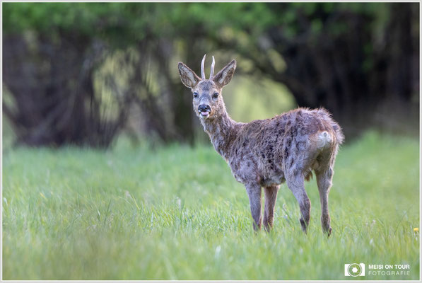 Rehbock  |  Canon EOS R6, EF 300 f/2,8 L IS II USM mit Telekonverter 2x (600 mm), ISO 1600, 1/125s, f/6,3
