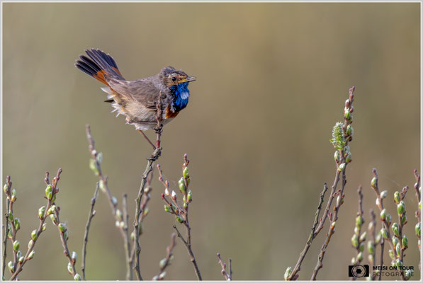 Blaukehlchen  |  Nikon Z9, NIKKOR Z 800 mm 1:6,3 VR S mit TC1,4x (1120 mm), ISO 2500, 1/2000s, f/9