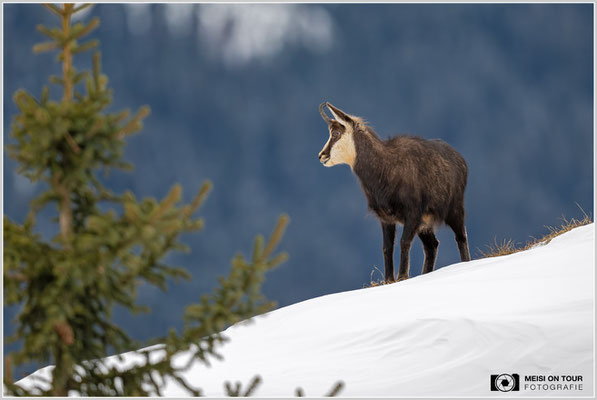 Gams bei der Futtersuche  |  Nikon Z9, NIKKOR Z 800 mm 1:6,3 VR S, ISO 900, 1/1250s, f/6,3