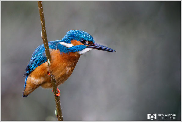 Eisvogel  |  Canon EOS-5D Mark IV, EF 300 f/2,8 L IS II USM mit Telekonverter 2x III (600 mm), ISO 2000, 1/640s, f/8, Einbeinstativ
