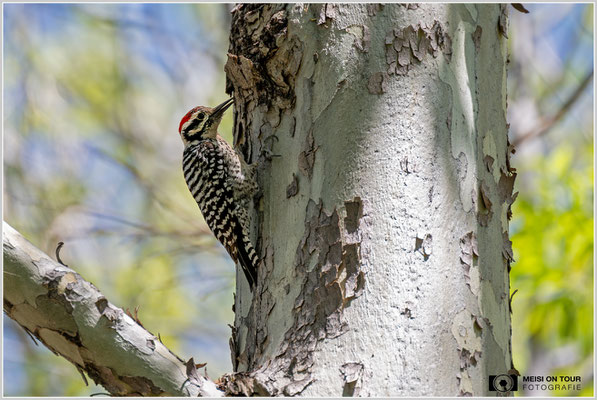 Texasspecht | Nikon Z8, NIKKOR Z 100-400 mm 1:5,6 S (400 mm), ISO 500, 1/800, f/5,6