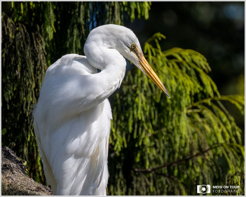 Silberreiher bei Okarito-Bootstour  |  Nikon Z9, NIKKOR Z 100–400 mm 1:4,5–5,6 VR S mit TC2,0x (800 mm), ISO 900, 1/1600s, f/11