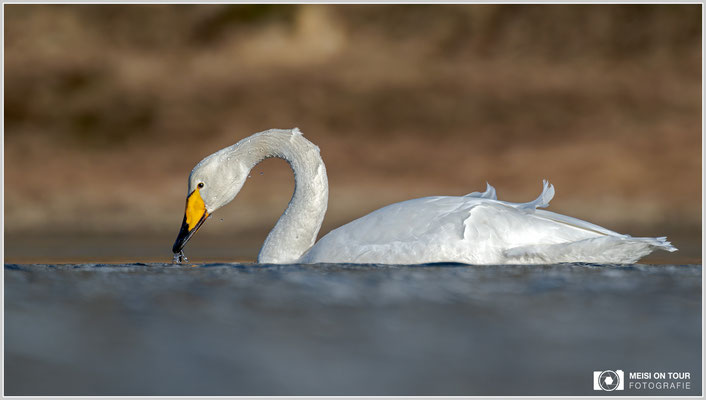 Singschwan bei Ramberg | Nikon Z9, NIKKOR Z 100-400 mm 1:5,6 S +TC 2,0 (700 mm), ISO 450, 1/1600s, f/11