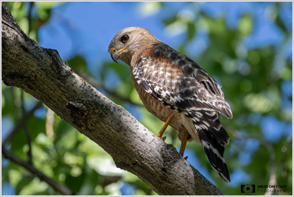 Rotschulterbussard in Kernville | Nikon Z9, NIKKOR Z 800 mm 1:6,3 VR S mit TC1,4x (1120 mm), ISO 2200, 1/1600s, f/9