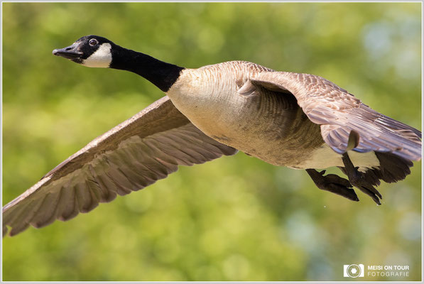 Kanadagans  |  Canon EOS-7D Mark II, EF 300 f/2,8 L IS II USM mit Telekonverter 2x (600 mm), ISO 1250, 1/1250s, f/7,1, Einbeinstativ