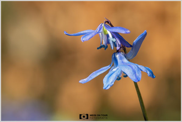 Blaustern  |  Nikon Z8, Sony FE 100mm F2.8 Makro GM OSS mit Sony Konverter 2,0 (200mm), ISO 1800, 1/1600s, f/11