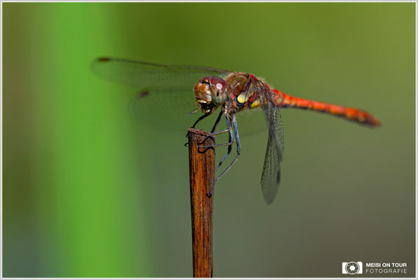 Große Heidelibelle |  Nikon Z9, NIKKOR Z 100–400 mm 1:4,5–5,6 VR S (400 mm), ISO 2000, 1/5000s, f/7,1