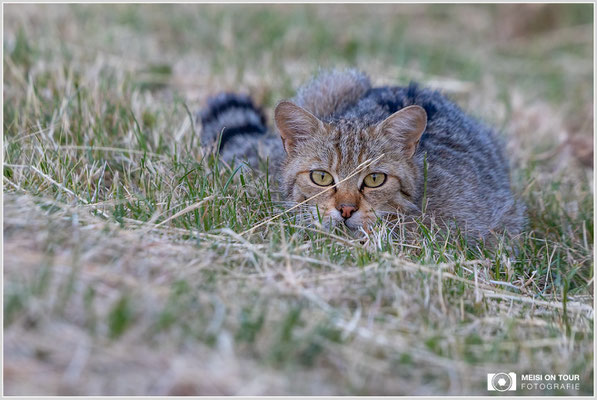 Wildkatze  |  Canon EOS R6, EF 300 f/2,8 L IS II USM mit Telekonverter 2x (600 mm), ISO 1250, 1/160s, f/7,1