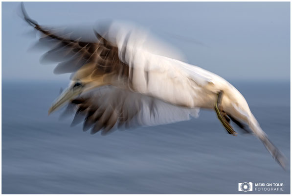 Basstölpel  |  Nikon Z9, NIKKOR Z 100–400 mm 1:4,5–5,6 VR S (125 mm), ISO 100, 1/30s, f/20