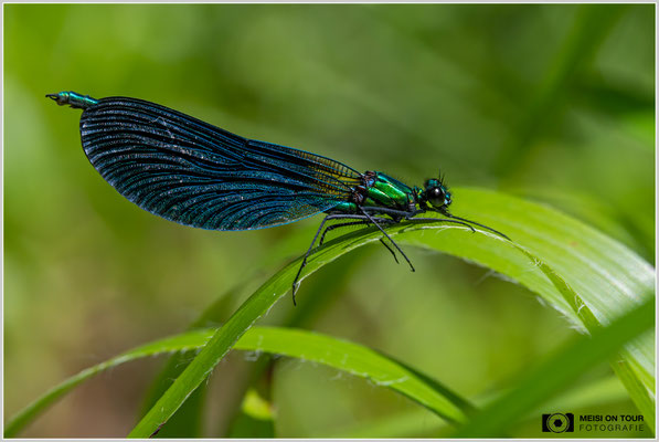 Blauflügel-Prachtlibelle |  Nikon Z8, NIKKOR Z MC 105 1:2,8 VR S, ISO 1800, 1/1000s, f/11