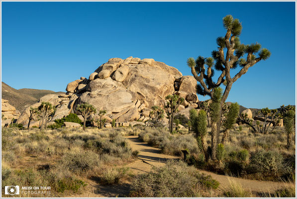 Joshua Tree NP | Nikon Z8, NIKKOR Z 24-120 mm 1:4 S (37 mm), ISO 100, 1/100, f/16
