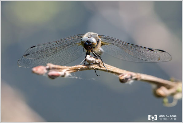 Spitzenfleck  |  Canon EOS-5D Mark IV, EF 300 f/2,8 L IS II USM mit Telekonverter 2x III (600 mm), ISO 1250, 1/1600s, f/8, Einbeinstativ