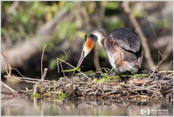 Haubentaucher  |  Canon EOS-6D, Canon EF 300 f/2,8L IS II  USM mit Telekonverter 2x III (600 mm), ISO 500, 1/1000s, f/5,6, Reissack, Winkelsucher