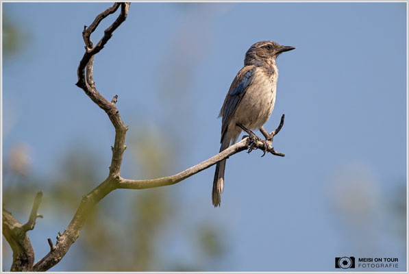 Kalifornienhäher in Kernville | Nikon Z9, NIKKOR Z 800 mm 1:6,3 VR S mit TC1,4x (1120 mm), ISO 1400, 1/4000s, f/9