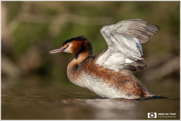 Haubentaucher  |  Canon EOS R6, EF 300 f/2,8 L IS II USM mit Telekonverter 2x (600 mm), ISO 800, 1/2500s, f/6,3