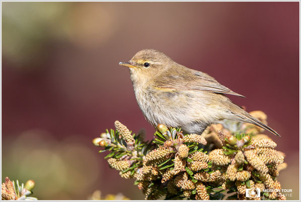 Zilpzalp  |  Canon EOS R6, EF 300 f/2,8 L IS II USM mit Telekonverter 2x (600 mm), ISO 1600, 1/4000s, f/7,1