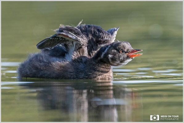 Zwergtaucher  |  Nikon Z8, NIKKOR Z 800 mm 1:6,3 VR S mit TC1,4x (1120 mm), ISO 2000, 1/1000s, f/9