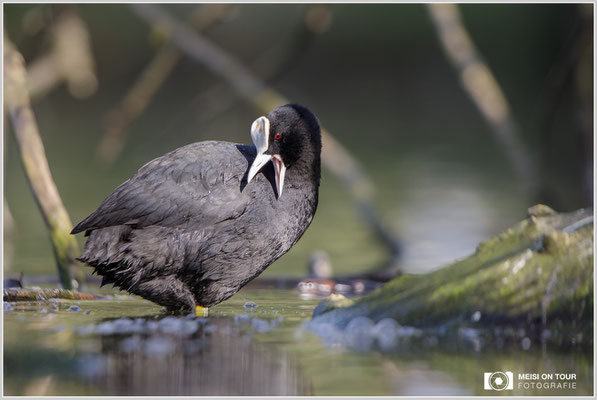 Blässhuhn  |  Canon EOS-5D Mark IV, EF 300 f/2,8 L IS II USM mit Telekonverter 2x (600 mm), ISO 800, 1/800s, f/5,6, Reissack, Winkelsucher