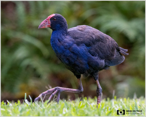 Purpurhuhn in Rotorua  |  Nikon Z9, NIKKOR Z 100–400 mm 1:4,5–5,6 VR S mit TC2,0x (410 mm), ISO 6400, 1/800s, f/10