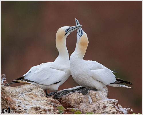Basstölpelpaar  |  Nikon Z9, NIKKOR Z 800 mm 1:6,3 VR S mit TC 1,4 (1120 mm), ISO 1600, 1/1600s, f/9