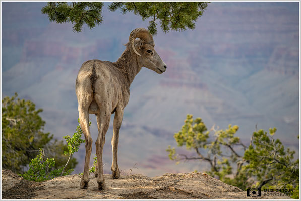 Dickhornschaf in der Nähe vom Mather Point | Nikon Z8, NIKKOR Z 24-120 mm 1:4 S (120 mm), ISO 100, 1/400, f/4
