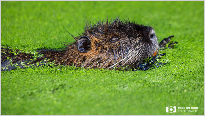 Nutria  |  Canon EOS-5D Mark IV, EF 300 f/2,8 L IS II USM mit Telekonverter 2x III (600 mm), ISO 2000, 1/1250s, f/5,6, Einbeinstativ