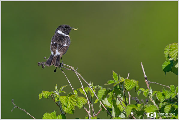 Schwarzkehlchen-Männchen  |  Nikon Z9, NIKKOR Z 800 mm 1:6,3 VR S mit TC1,4x (1120 mm), ISO 3200, 1/5000s, f/9
