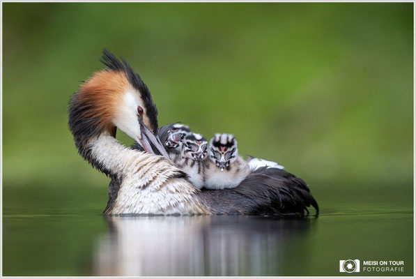 Haubentaucher  |  Canon EOS R6, EF 300 f/2,8 L IS II USM mit Telekonverter 2x (600 mm), ISO 1600, 1/800s, f/6,3