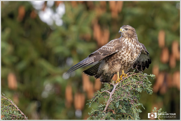 Mäusebussard  |  Nikon Z9, NIKKOR Z 800 mm 1:6,3 VR S mit TC2,0x (1600 mm), ISO 1600, 1/640s, f/13
