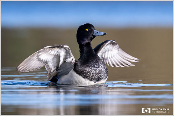 Reiherente  |  Nikon Z9, NIKKOR Z 100-400 mm 1:4,5–5,6 VR S mit TC2,0x (800 mm), ISO 1600, 1/1000s, f/11