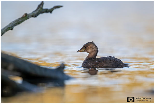 Zwergtaucher  |  Nikon Z9, NIKKOR Z 800 mm 1:6,3 VR S mit TC1,4x (1120 mm), ISO 3600, 1/2000s, f/9