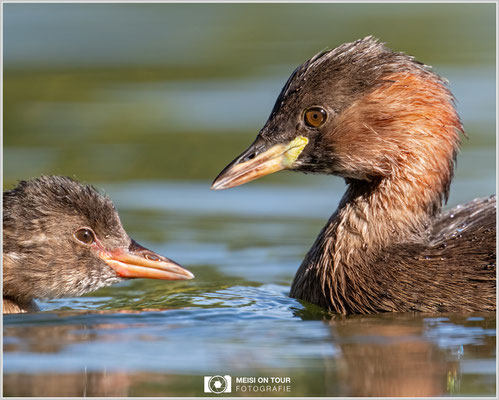 Zwergtaucher  |  Nikon Z8, NIKKOR Z 800 mm 1:6,3 VR S mit TC1,4x (1120 mm), ISO 1600, 1/1000s, f/9