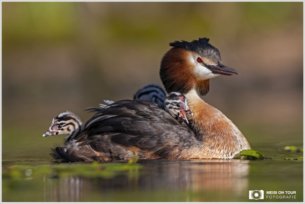 Haubentaucher  |  Canon EOS R6, EF 300 f/2,8 L IS II USM mit Telekonverter 1,4x (420 mm), ISO 800, 1/3200s, f/5,6