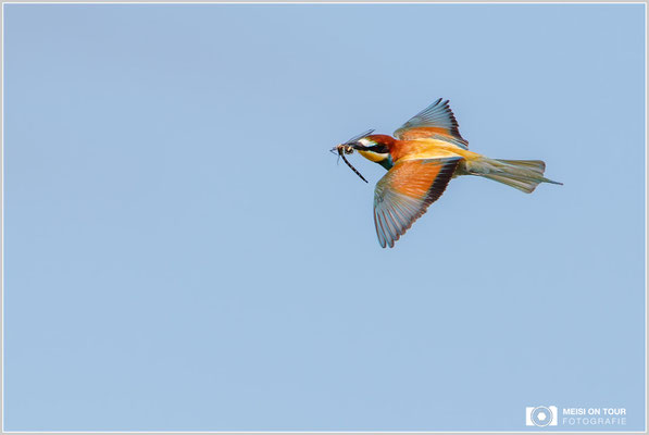 Bienenfresser  |  Canon EOS-7D Mark II, EF 300 f/2,8 L IS II USM mit Telekonverter 2x III (600 mm), ISO 200, 1/1600s, f/7,1