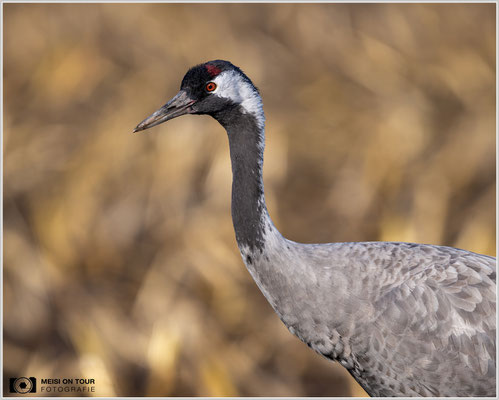 Kranichportrait  |  Nikon Z9, NIKKOR Z 800 mm 1:6,3 VR S, ISO 160, 1/1000s, f/6,3