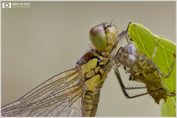 Große Heidelibelle  |  Canon EOS R6, Sigma 150 f/2,8 Makro DG OS HSM mit Telekonverter 1,4x III (210 mm), ISO 800, 1/125s, f/4,5 Stack (250 Aufnahmen)