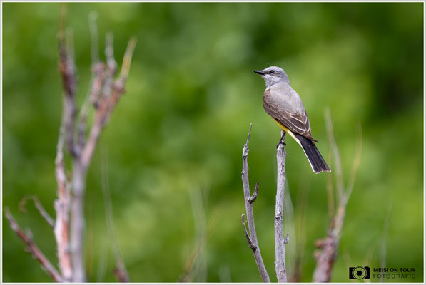 Schmalschnabel-Königstyrann | Nikon Z8, NIKKOR Z 100-400 mm 1:5,6 S (400 mm), ISO 800, 1/1250, f/5,6