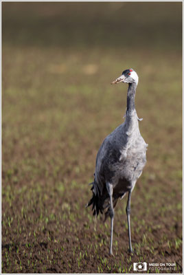 Grauer Kranich  |  Canon EOS-5D Mark IV, EF 300 f/2,8 L IS II USM mit Telekonverter 2x III (600 mm), ISO 400, 1/2000s, f/5,6, Reissack im Autofenster