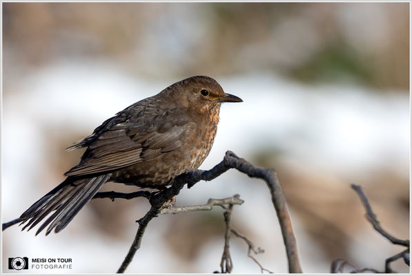 Amsel  |  Canon EOS R6, EF 300 f/2,8 L IS II USM mit Telekonverter 2x (600 mm), ISO 1600, 1/6400s, f/7,1, Stativ