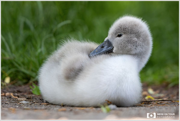 Höckerschwan Jungtier  |  Canon EOS R6, EF 300 f/2,8 L IS II USM mit Telekonverter 2x (600 mm), ISO 800, 1/320s, f/7,1