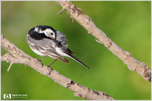 Bachstelze  |  Canon EOS-5D Mark IV, EF 300 f/2,8 L IS II USM mit Telekonverter 2x (600 mm), ISO 800, 1/2000s, f/6,3, Reissack, Winkelsucher