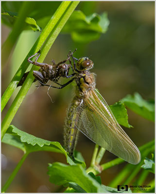 Schlupf einer Vierfleck-Libelle |  Nikon Z8, NIKKOR Z MC 105 1:2,8 VR S, ISO 900, 1/1250s, f/9