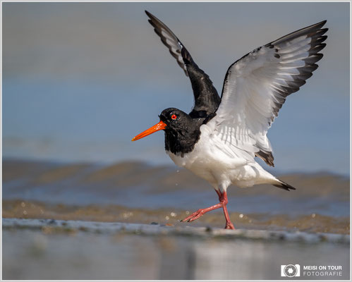 Austernfischer  |  Nikon Z9, NIKKOR Z 800 mm 1:6,3 VR S, ISO 400, 1/3200s, f/6,3