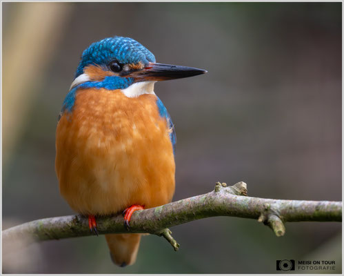 Eisvogel  |  Nikon Z9, NIKKOR Z 800 mm 1:6,3 VR S, ISO 2000, 1/100s, f/6,3